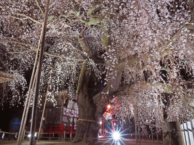 「小川諏訪神社のシダレザクラ」 夜間ライトアップも人気です。