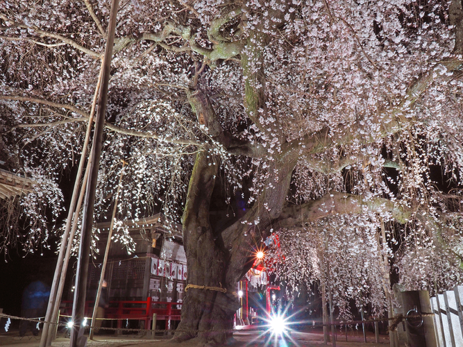 「小川諏訪神社のシダレザクラ」　夜間ライトアップも人気です。