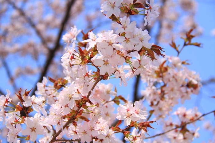 「桜の名所百選」に選ばれた尾道の桜