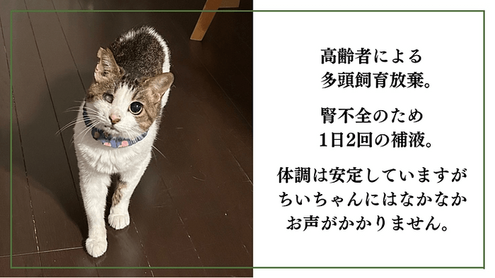 保護猫ちぃちゃん