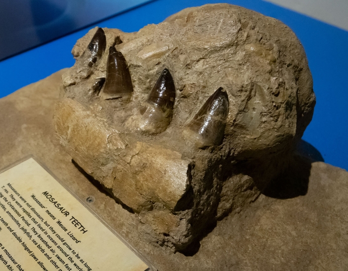 第1章　モササウルスの歯