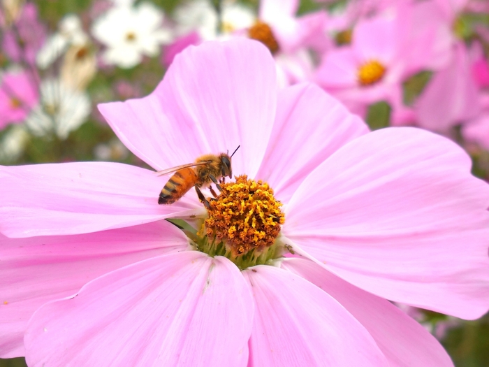 ミツバチと地球環境にやさしい腕時計