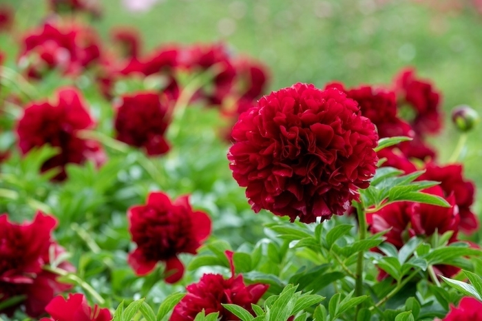 レッドグレイス