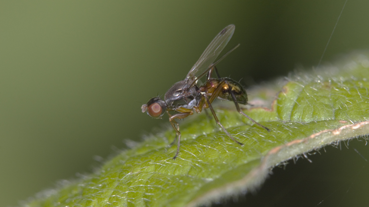 敗血症診断薬市場はCAGR 8%で成長すると予想される
