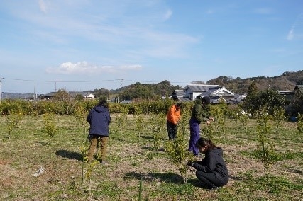 弱った芽の摘み取り