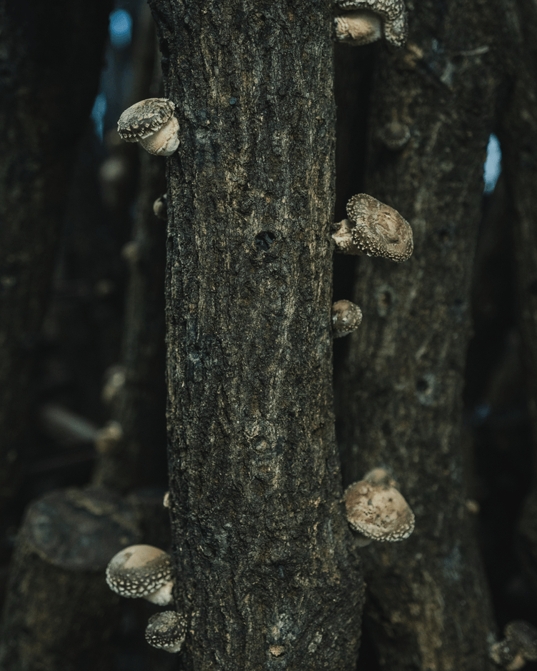 新鮮しいたけ おかもと2