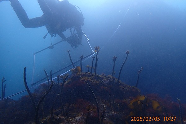 「藻場をおこす、未来をつくる」全国的な磯焼け（藻場の喪失）問題に対し、漁業者、企業、行政が官民連携で、藻場再生を通じて、地域活性化を目指す好循環モデルの構築に取り組んでいます。