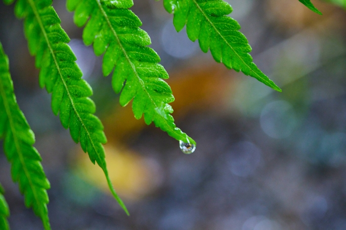 雨に濡れて深緑色になったシダ