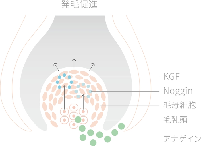 アナゲイン