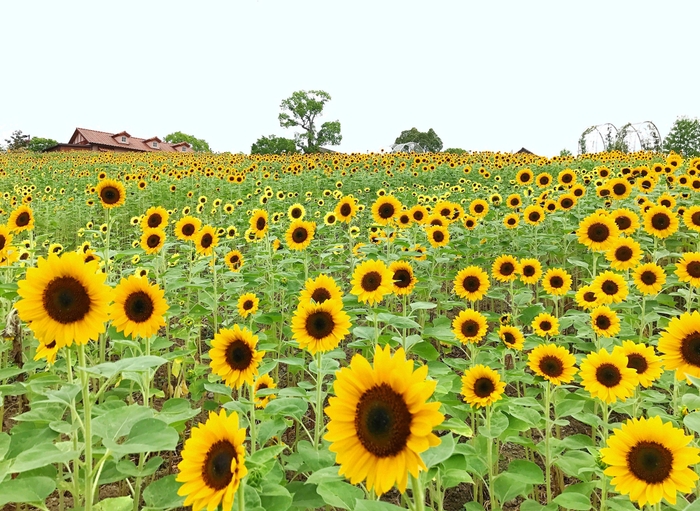 ハーベストの丘ひまわり畑 7月25日(火)撮影