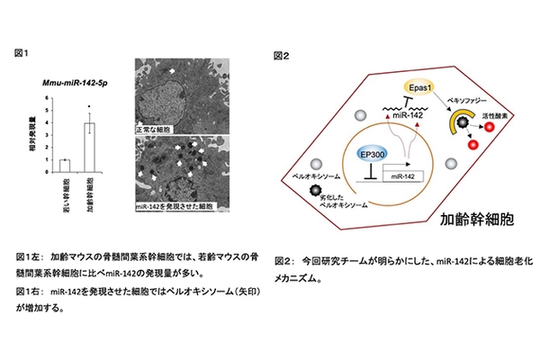 （左）加齢幹細胞では、若い幹細胞に⽐べ、核酸の⼀種「miR-142」が多く発現している （右）「miR-142」の働きで、活性酸素の発⽣源である劣化ペルオキソームが蓄積する