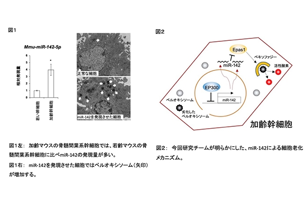 （左）加齢幹細胞では、若い幹細胞に⽐べ、核酸の⼀種「miR-142」が多く発現している （右）「miR-142」の働きで、活性酸素の発⽣源である劣化ペルオキソームが蓄積する