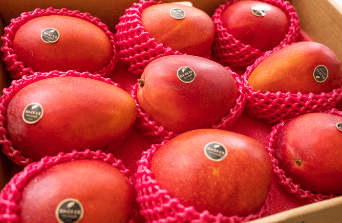 糖度16度を超えるチャンピオンマンゴー