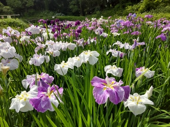 清澄庭園のハナショウブが見頃入り！イベント「花菖蒲と遊ぶ」も開催中！