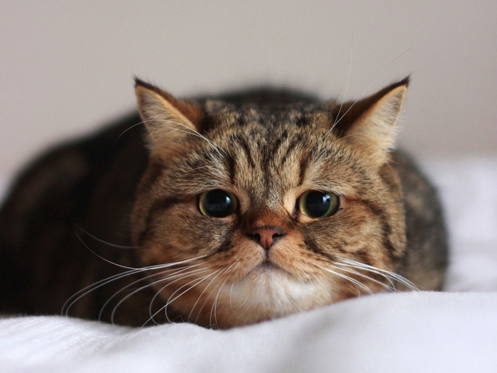 Cats エントリー写真 イメージ