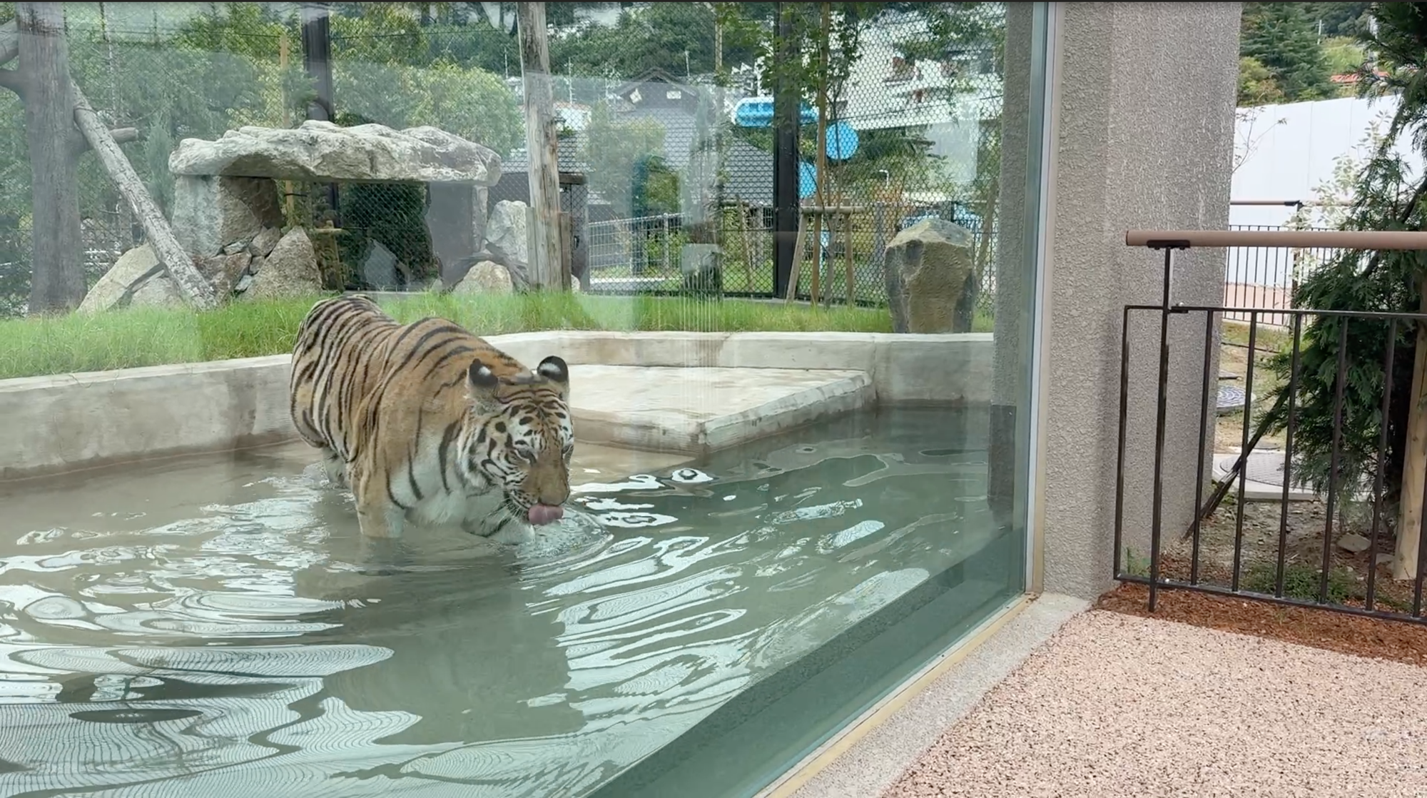 周南市徳山動物園「極東シベリアのタイガゾーン オオワシ~トラエリア」がOPEN