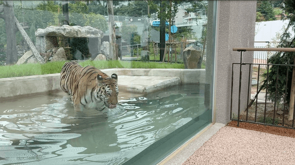 周南市徳山動物園「極東シベリアのタイガゾーン オオワシ~トラエリア」がオープン