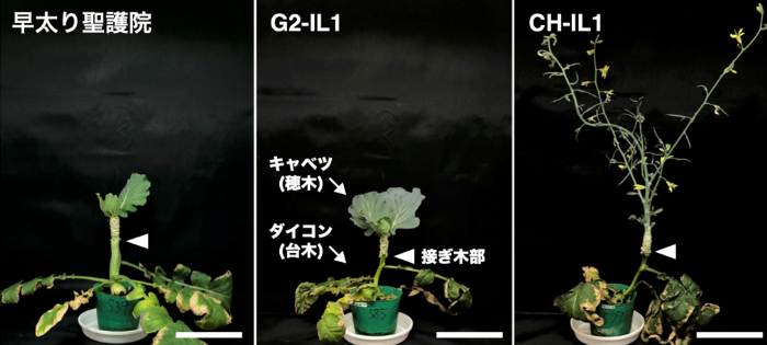 雑草ダイコンに由来する自然変異が、接ぎ木相手の開花を後押し ~「GRAFT法」用台木の開発で新品種育成の加速に期待~