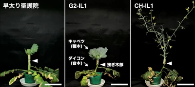 雑草ダイコンに由来する自然変異が、接ぎ木相手の開花を後押し　～「GRAFT法」用台木の開発で新品種育成の加速に期待～