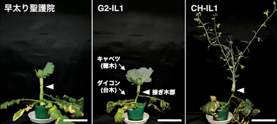 図1 2つのFLC遺伝子の自然変異をもち、接ぎ木されたキャベツを開花させるCH-IL1(右)と、これらの変異を持たない'早太り聖護院'(左)とG2-IL1(中央)。