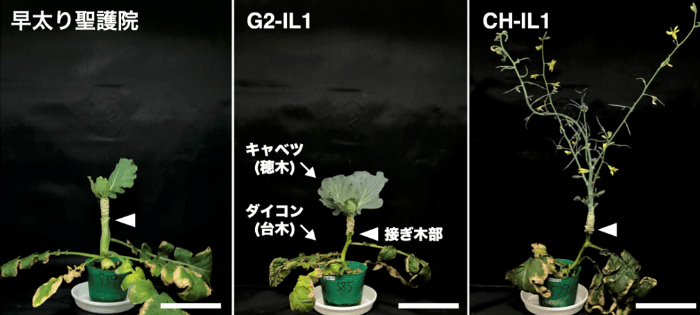 図1 2つのFLC遺伝子の自然変異をもち、接ぎ木されたキャベツを開花させるCH-IL1(右)と、これらの変異を持たない'早太り聖護院'(左)とG2-IL1(中央)。