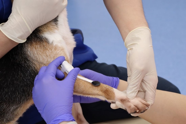 「まきよるOne」を実習犬の腕に装着します