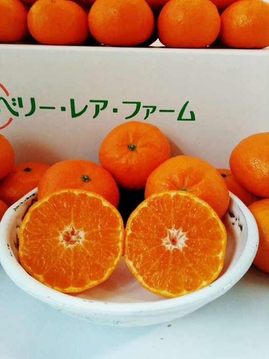 唐津産 幻のみかん 口之津39号(1)