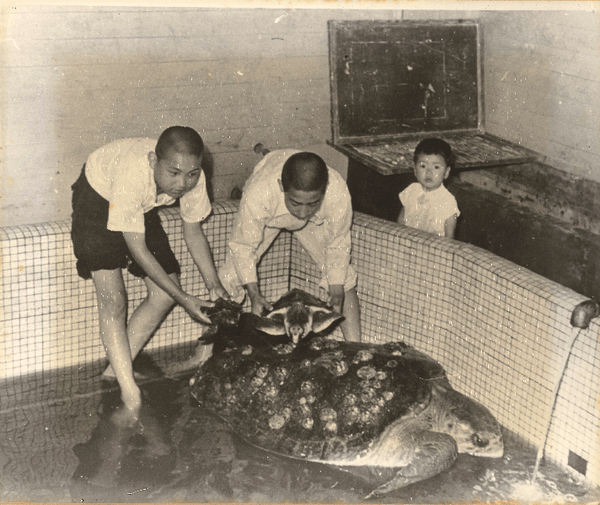 旧日和佐中学校のウミガメプール