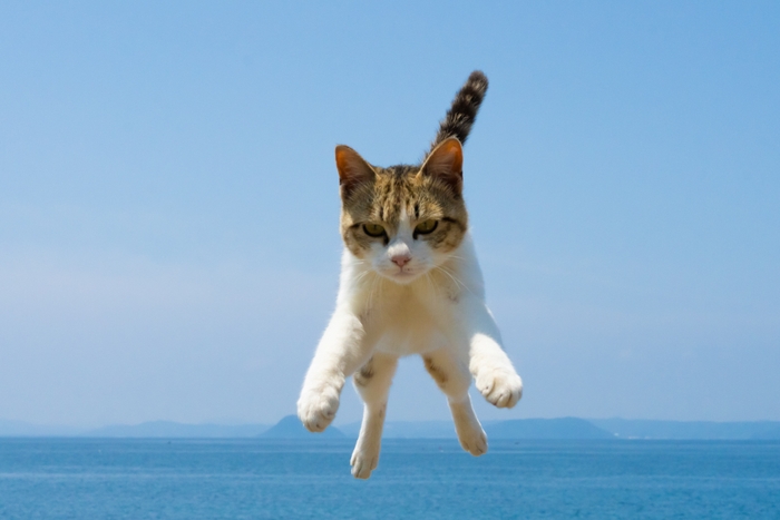 猫写真7