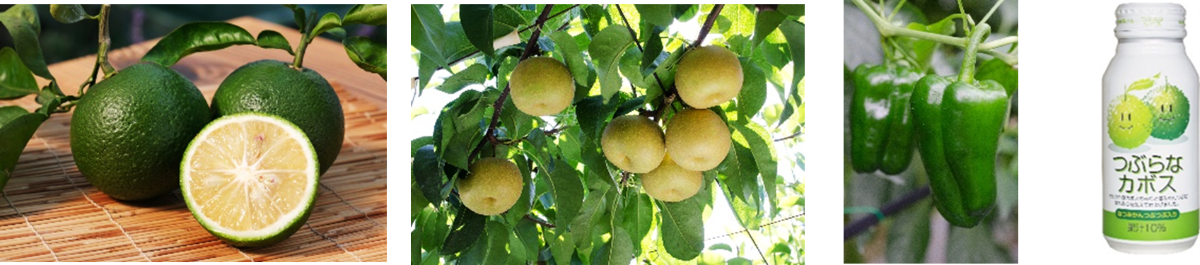 ＪＡ全農とＪＲ西日本の地域振興支援プロジェクト ＪＲ大阪駅で「みのりみのるマルシェ 大分の実り｣を８月２日に開催