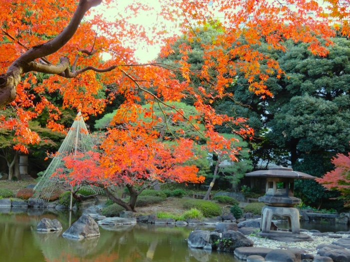 当園の紅葉は色鮮やかです