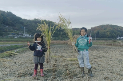 稲刈り