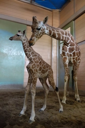 福山市立動物園でアミメキリンの赤ちゃん誕生！