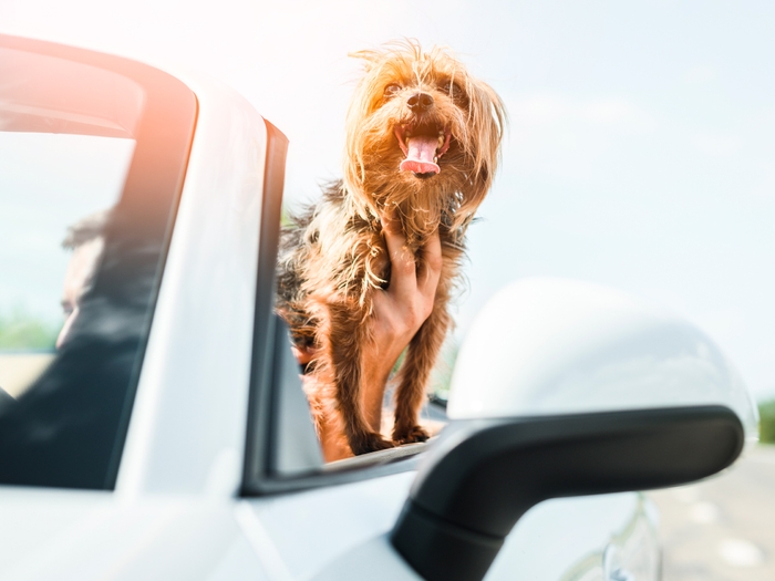 愛犬と旅に出よう！