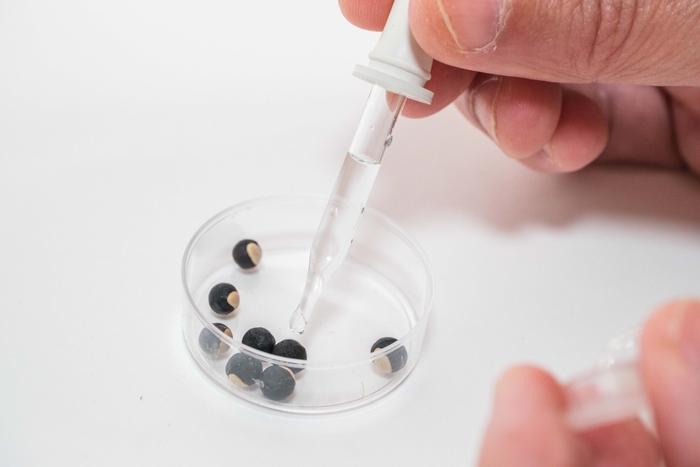 DNA溶液をタネに含浸