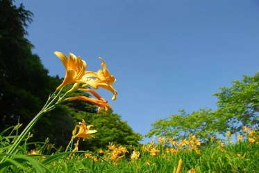 六甲高山植物園 高原に夏を呼ぶ花 約1,000株のニッコウキスゲが見頃です！