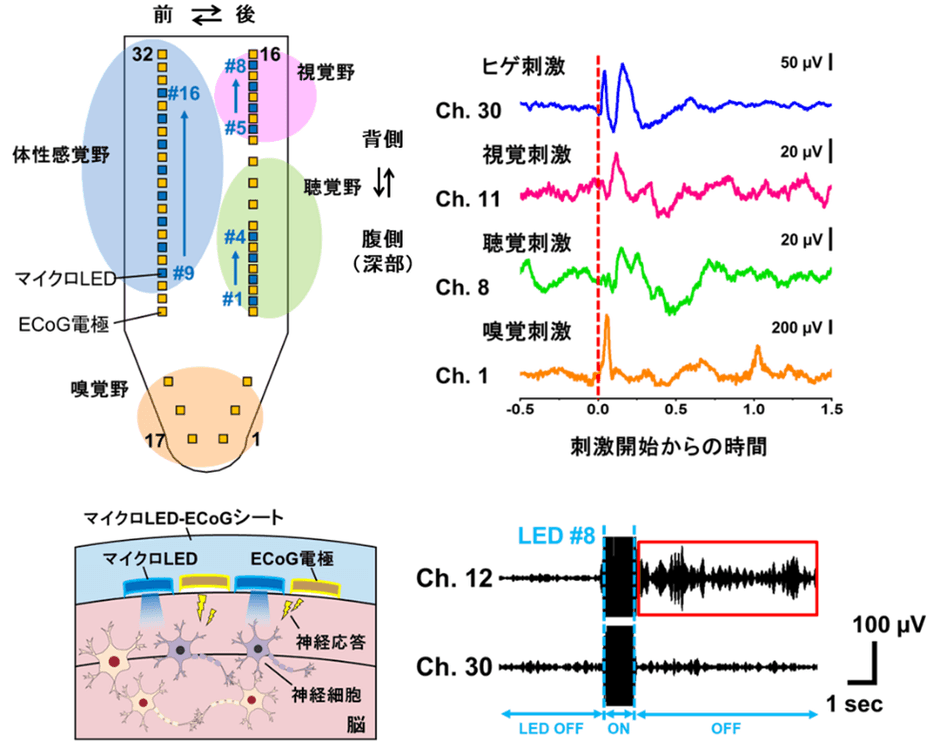 図３．ECoG電極による4種類の感覚刺激の応答計測およびLED光刺激による局所応答の計測