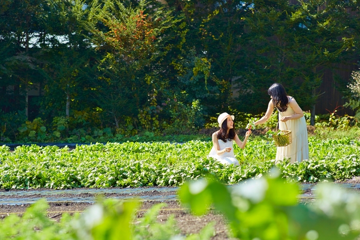 【星のや軽井沢】野菜畑ショートトリップ_収穫イメージ