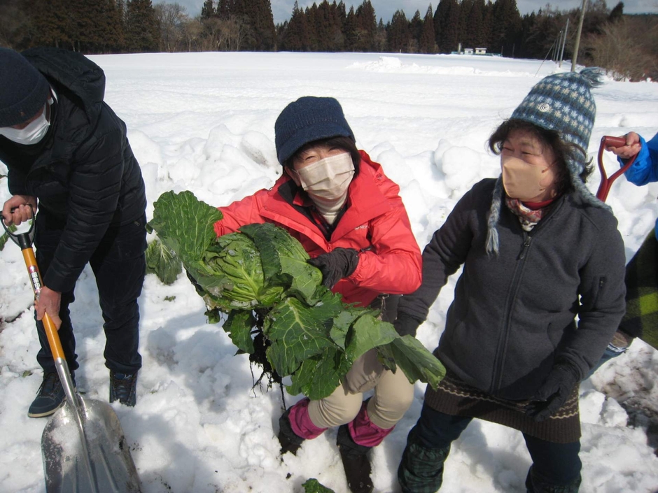 雪の下の宝探し！甘々の雪堀キャベツの収穫体験