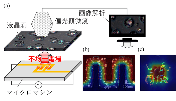 図1　液晶滴を利用したマイクロマシン内の電場分布可視化原理のコンセプト。(a) デバイスから発生した不均一な電気特性を液晶滴の回転・輸送挙動として可視化しています。(b) 液晶滴の回転挙動から電場分布を可視化できます。(c) 液晶滴の輸送挙動から静電エネルギー分布を可視化できます。