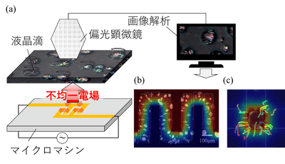 図1　液晶滴を利用したマイクロマシン内の電場分布可視化原理のコンセプト。(a) デバイスから発生した不均一な電気特性を液晶滴の回転・輸送挙動として可視化しています。(b) 液晶滴の回転挙動から電場分布を可視化できます。(c) 液晶滴の輸送挙動から静電エネルギー分布を可視化できます。
