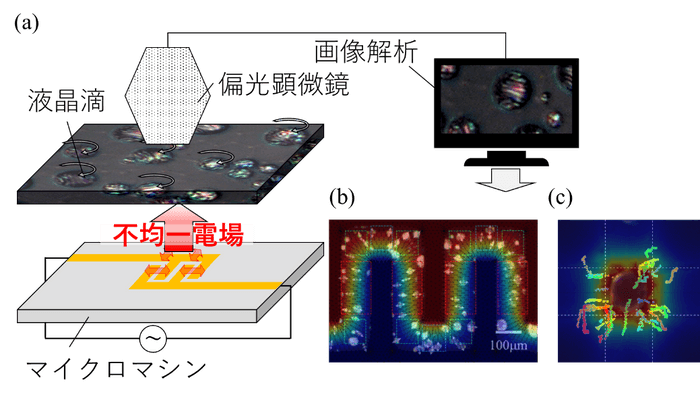 図1　液晶滴を利用したマイクロマシン内の電場分布可視化原理のコンセプト。(a) デバイスから発生した不均一な電気特性を液晶滴の回転・輸送挙動として可視化しています。(b) 液晶滴の回転挙動から電場分布を可視化できます。(c) 液晶滴の輸送挙動から静電エネルギー分布を可視化できます。