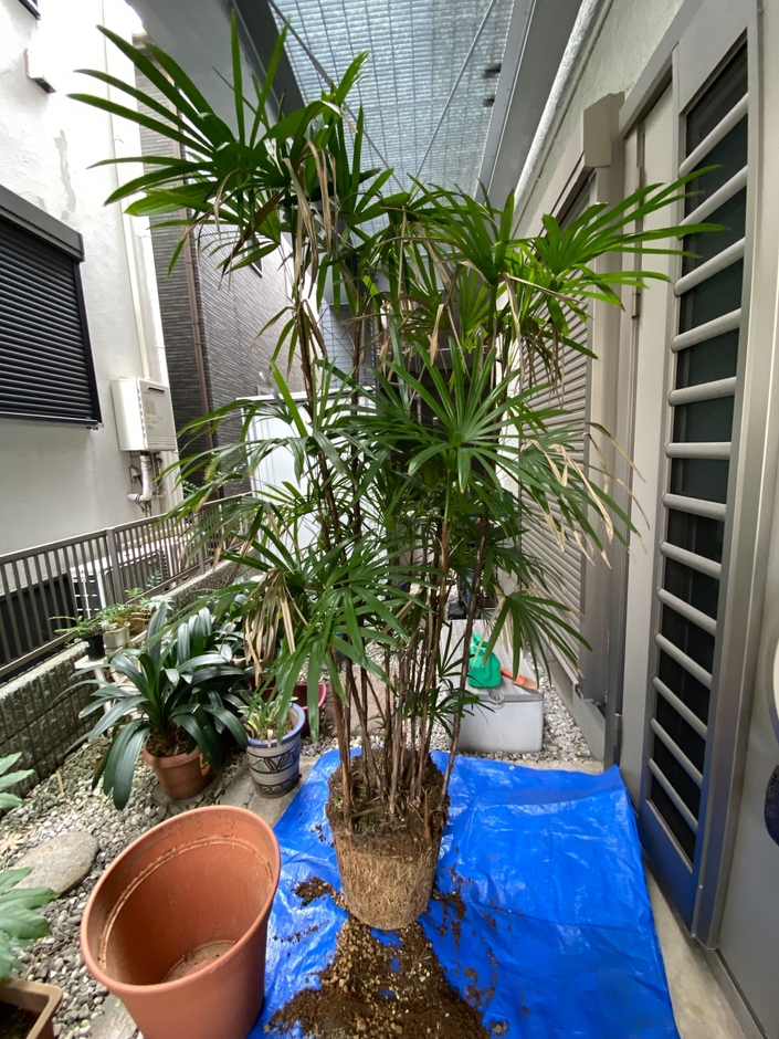 大きな鉢の植替え