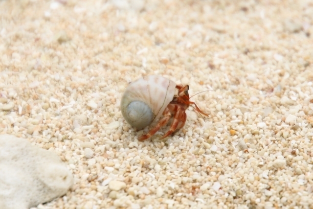 ハーミットクラブシステムの名称の由来