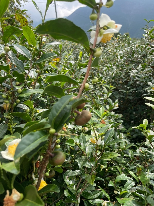 茶の花と実