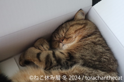 展示作品2