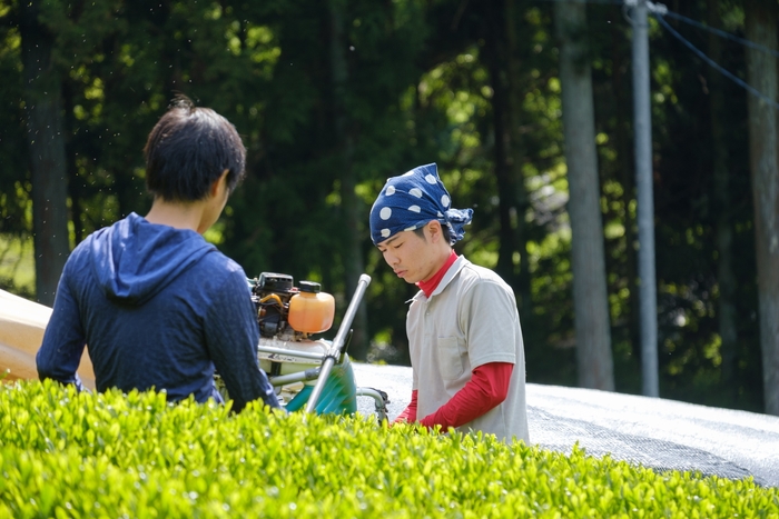 こだわりの自家栽培茶100%使用