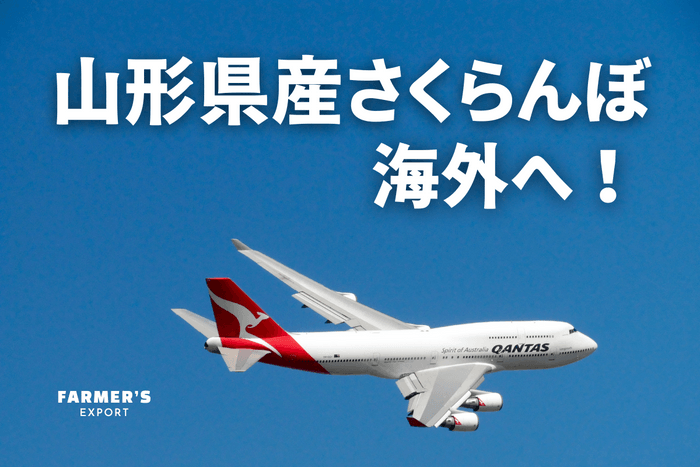 FARMER'S EXPORT 山形県産さくらんぼ 海外へ