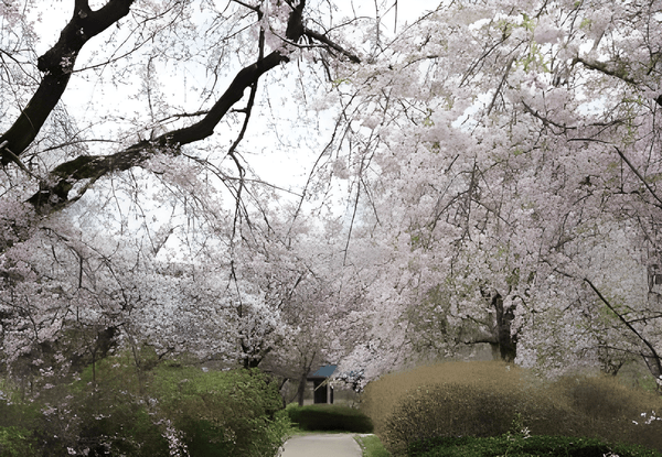 さくら園（令和７年撮影）