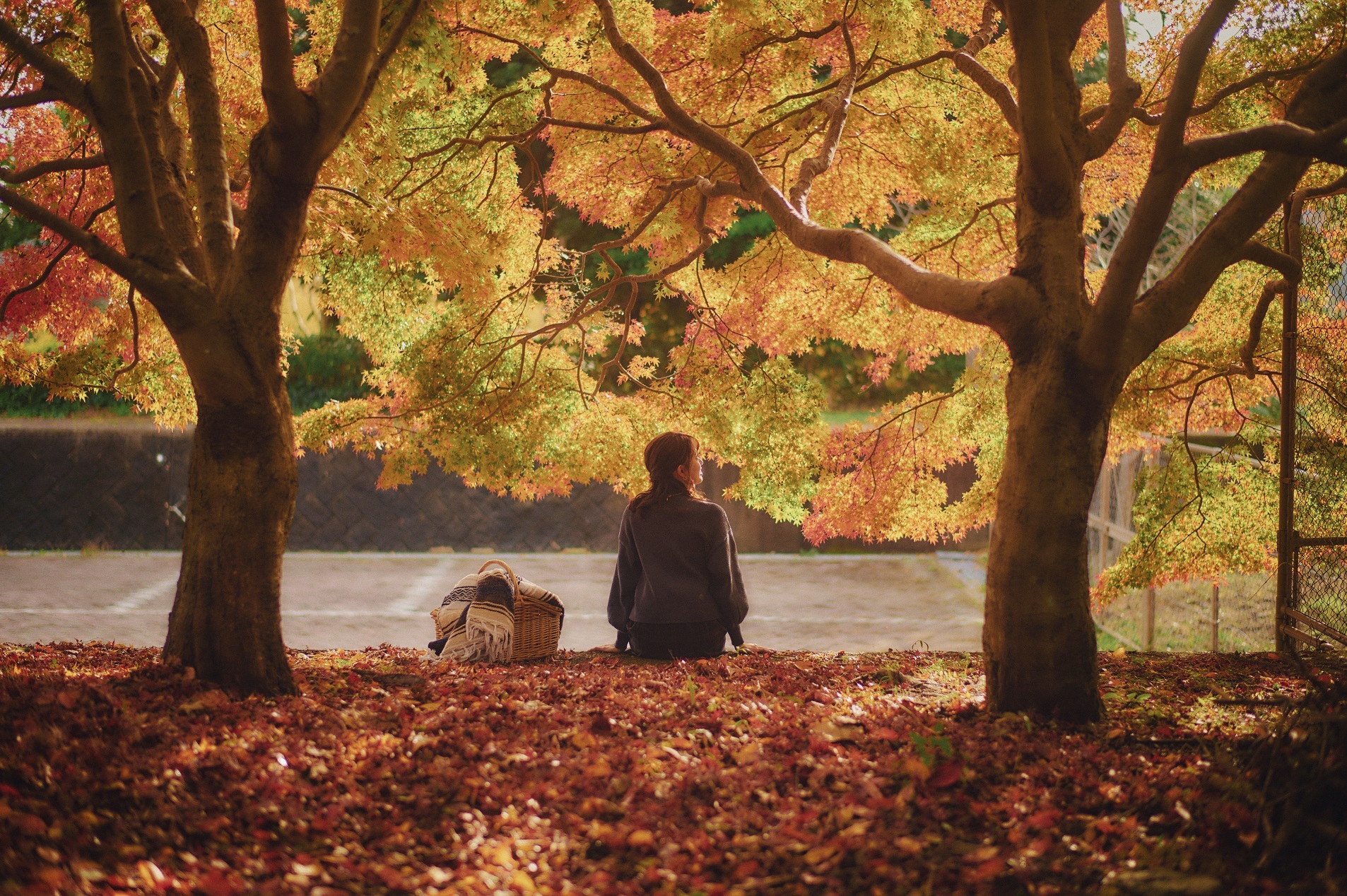 「布引の紅葉」の中で優雅に過ごす(1)